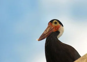 Der seltenste Storch der Welt, der Höckerstorch, hat es in der Rangliste der seltensten Vögel nur auf Platz 119 geschafft. Sein Bestand in Südostasien wird auf unter 500 Tiere geschätzt.