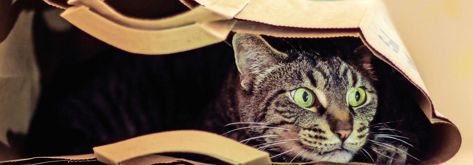 katze-im-sack.jpg