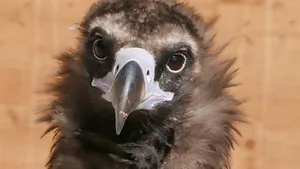 Der imposante Mönchsgeier ist der grösste Greifvogel Europas. Doch Georgs Artgenossen sind keineswegs gefährlich, sonder für der Ökosystem sehr nützlich. Paare sind sich ein Leben lang treu und sehr liebevolle Eltern.