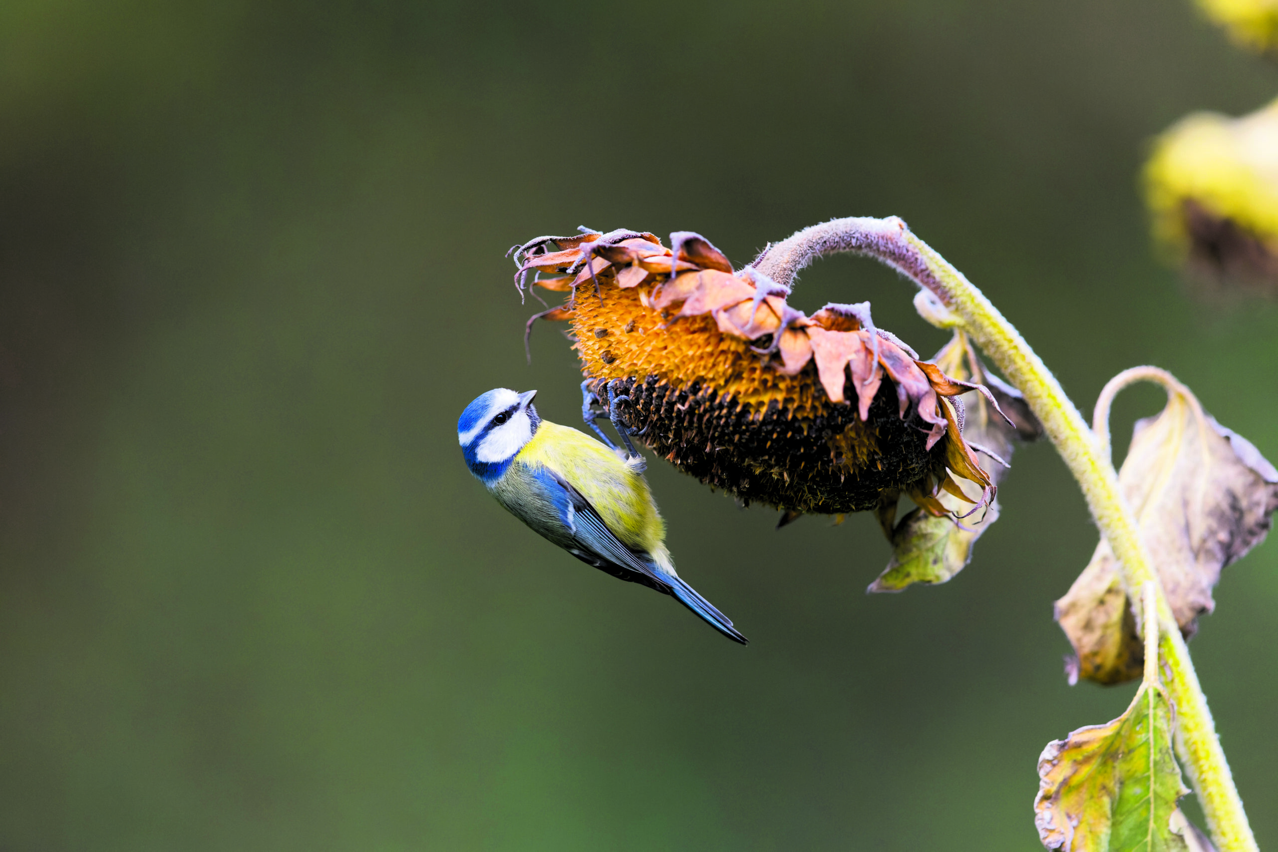 Die Blaumeise ist die häufigste Meisenart, die man im Garten beobachten kann.
