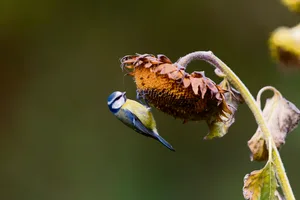 Die Blaumeise ist die häufigste Meisenart, die man im Garten beobachten kann.
