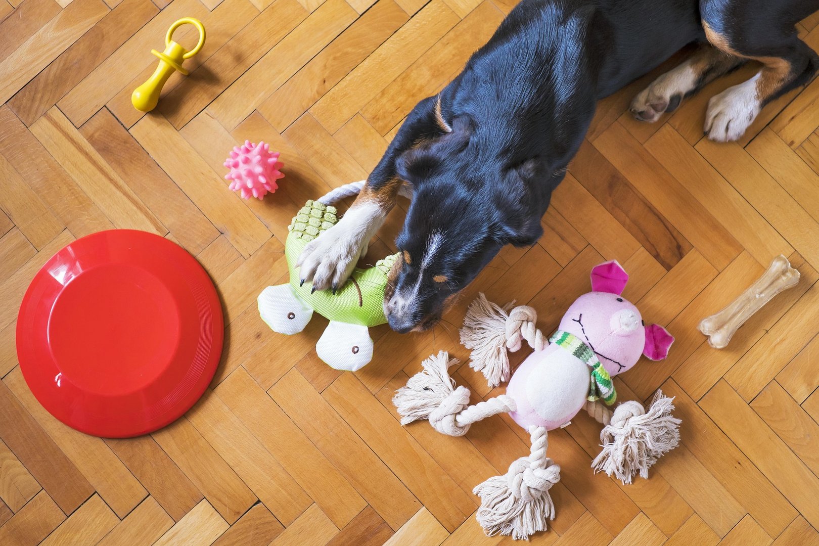 Studie zeigt, wie neugierige Hunde hunderte Objekte über Namen unterscheiden können