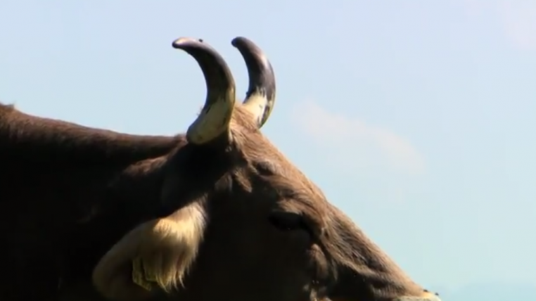 hornkuh.png
