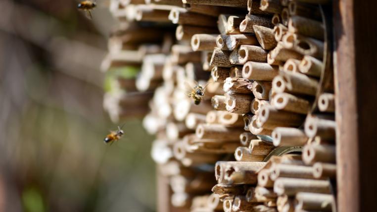 Wildbienen