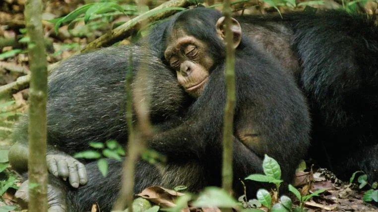 ca0bc2831f203487030d2c9837a9fb53b82725d8 chimp1.jpg