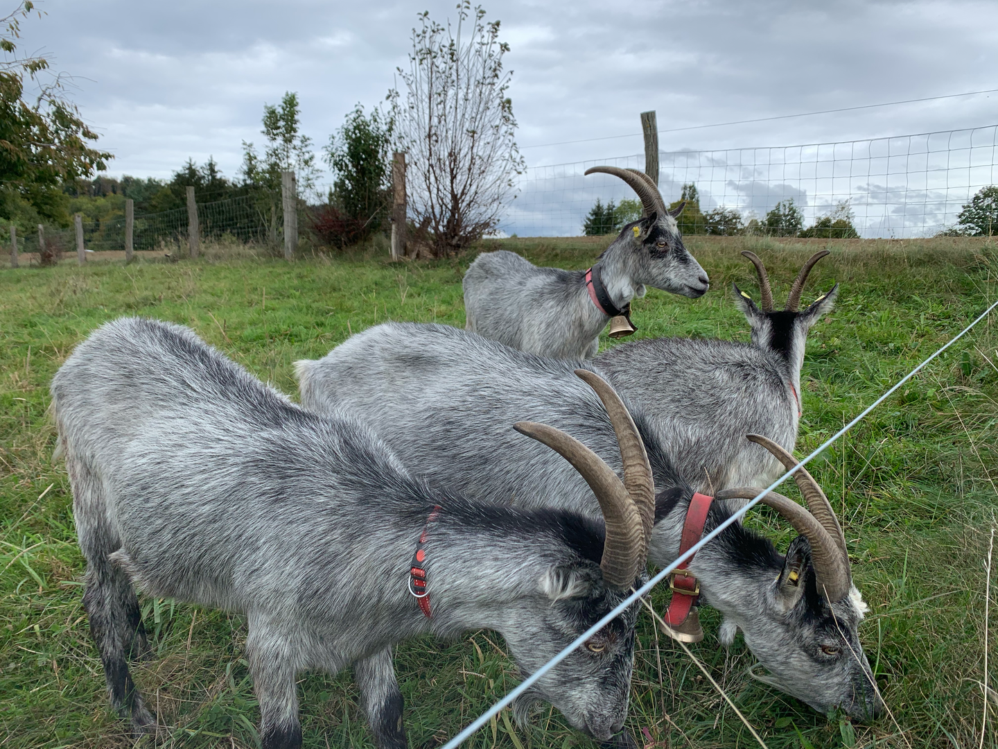 Rinder, Pferde und Co. Wer frisst was?