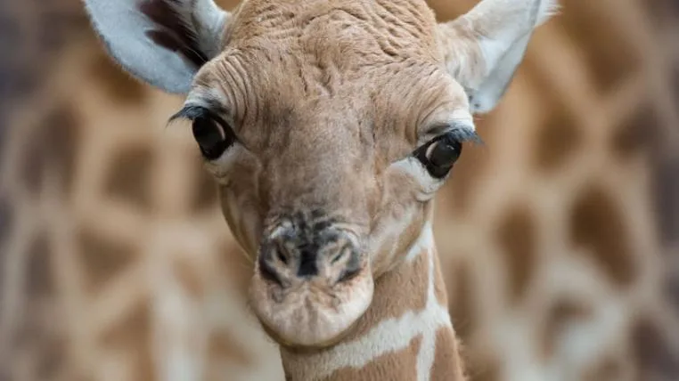066beef216f72802fa5c4105b20adbc95be6f8f6 kordofan_giraffe_majengo_mutter_sophie_ZOB0584_s.jpg