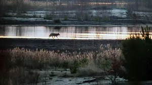 «Der Wolf ist wieder da und bringt Unordnung in unser System», schreibt Regisseur Thomas Horat im Vorwort zu seiner Doku «Die Rückkehr der Wölfe».