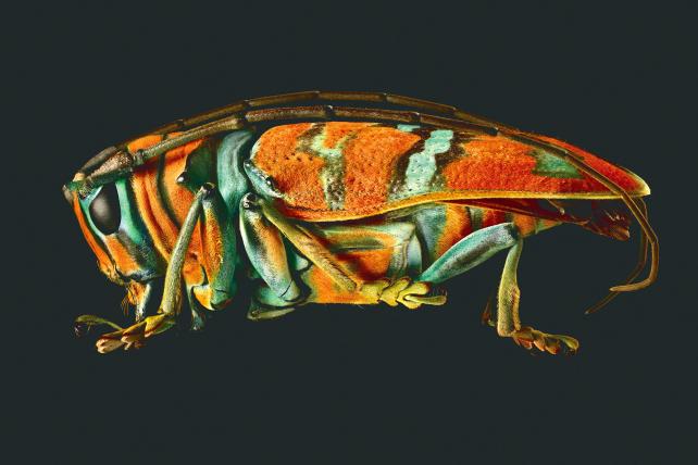 01-Jewel-Longhorned-Beetle.jpg