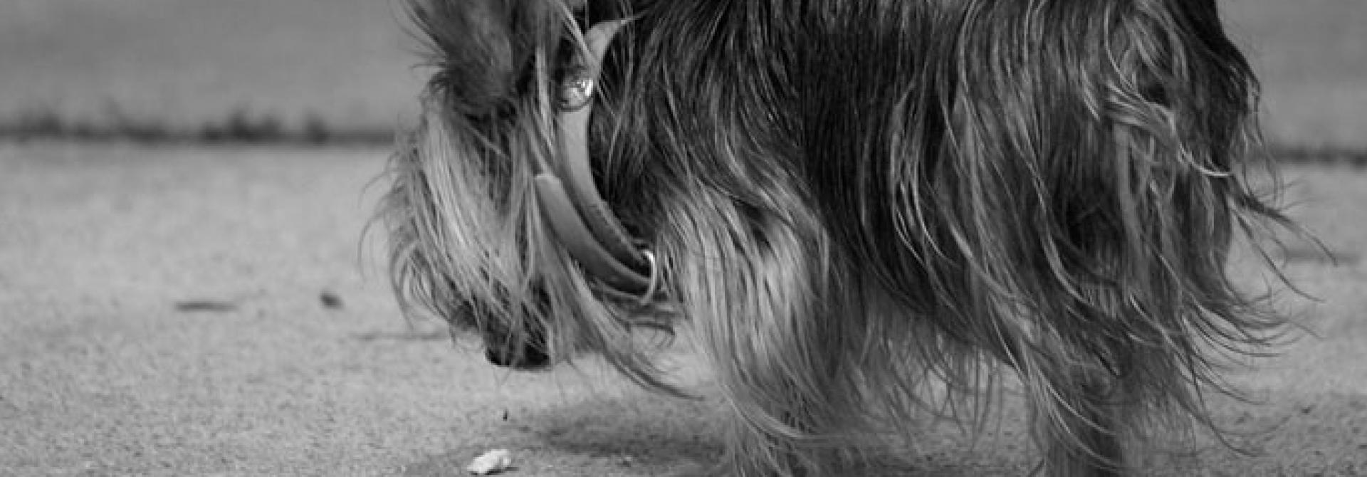 Teacup_Yorkie_sniffing_Cigarette_Swatjester-by-sa_s.jpg