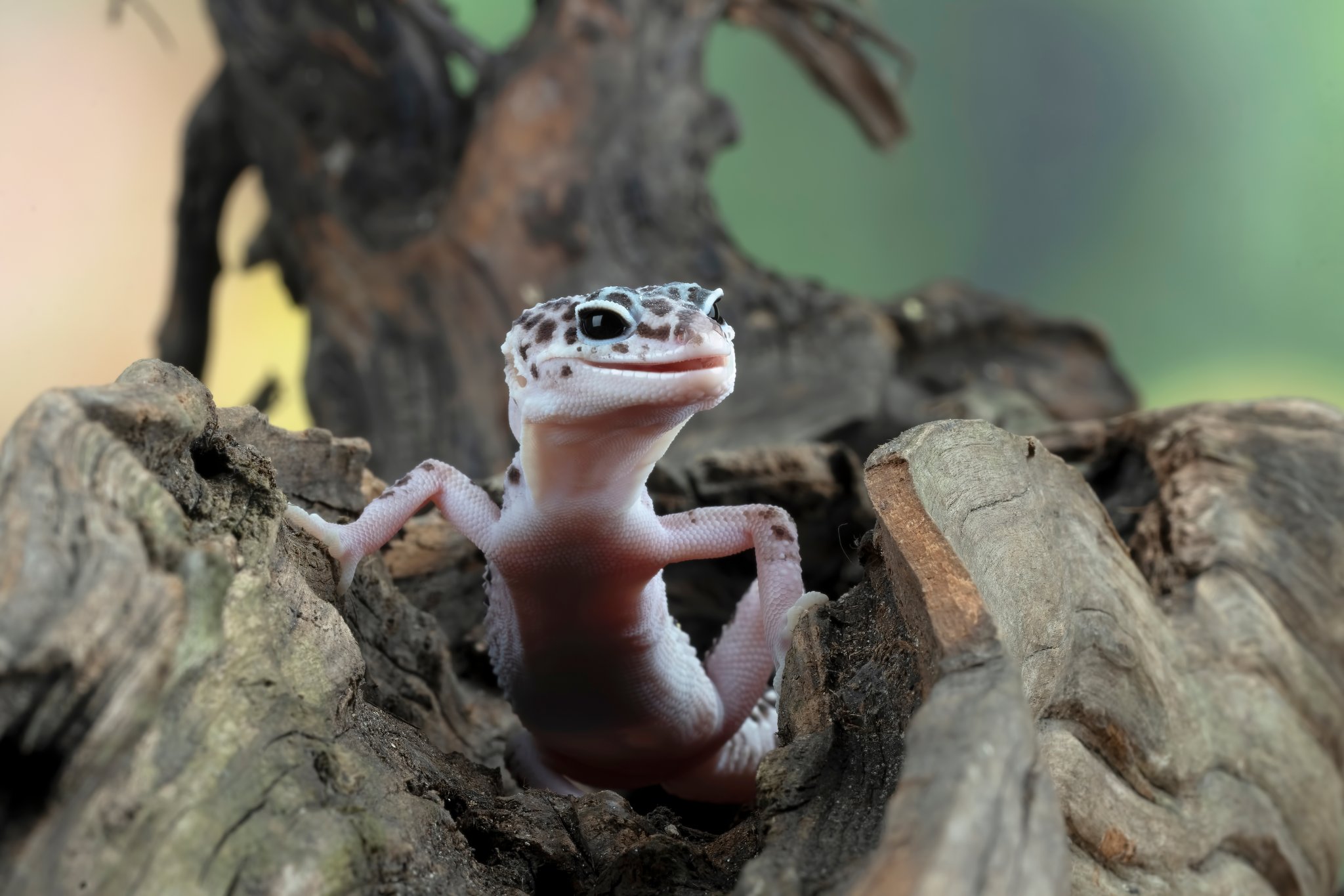 Überwinterung von Reptilien