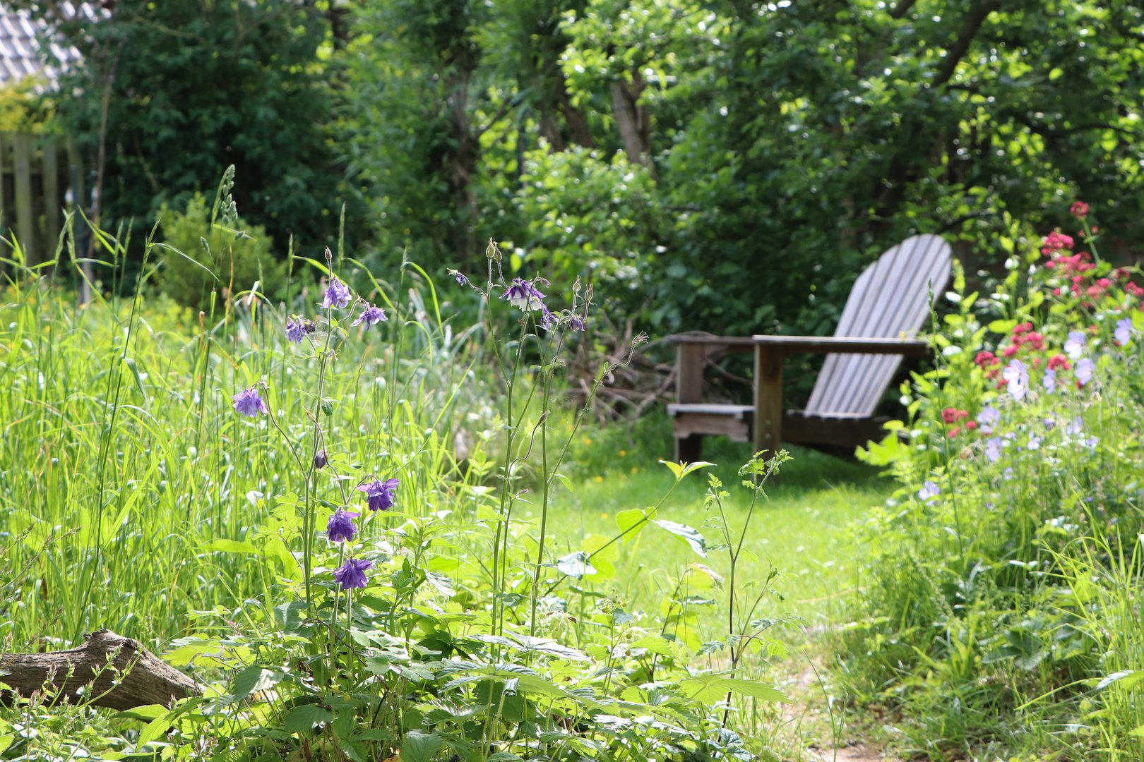 7 Schritte zu einem insektenfreundlichen Garten