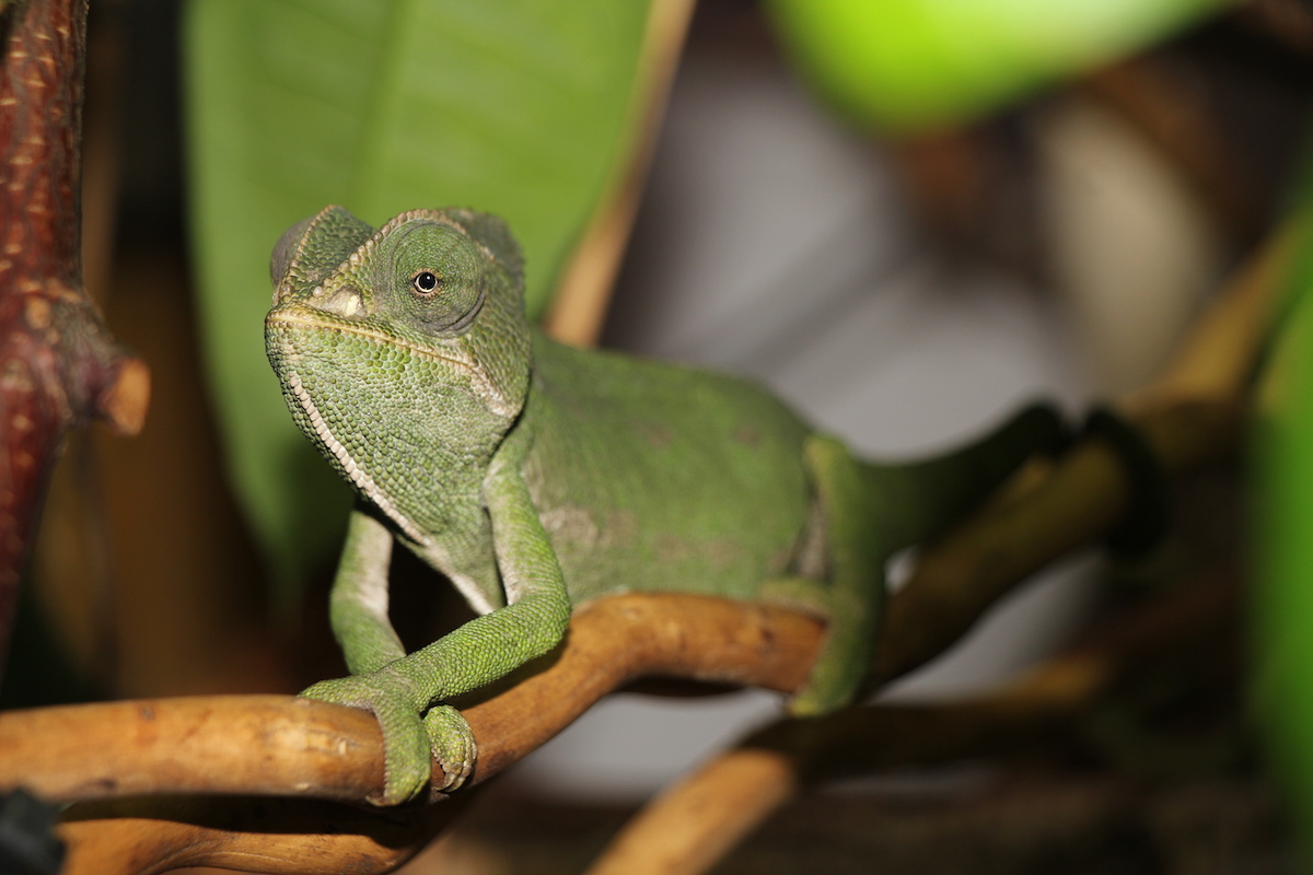 Die Reptilien-Auffangstation in Le Locle