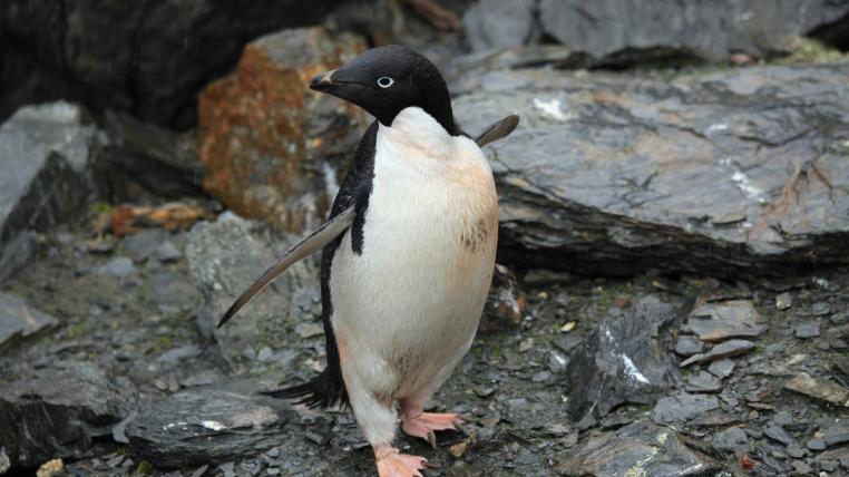 adeliepinguin.jpg