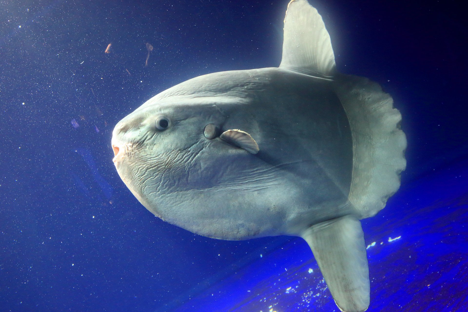 Der Mondfisch: Schwimmender «Mühlstein»