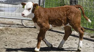 Kälbchen Sierro hat die typische Hereford-Zeichnung von der Mutter und den Flecken ums Auge vom Simmentaler-Vater geerbt.