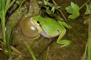 Der Laubfrosch hat im Reusstal (AG) stark zugenommen.