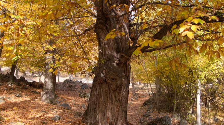 Kastanienbaum