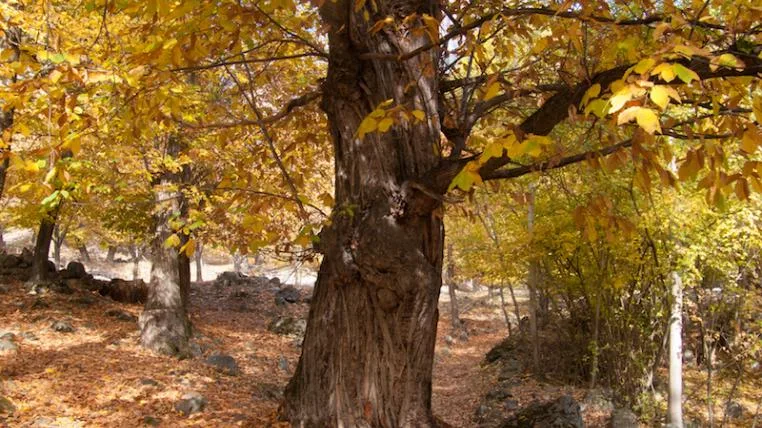 9cae6bdf43602635e3bbdb320b09f10ead788cbf Kastanienbaum