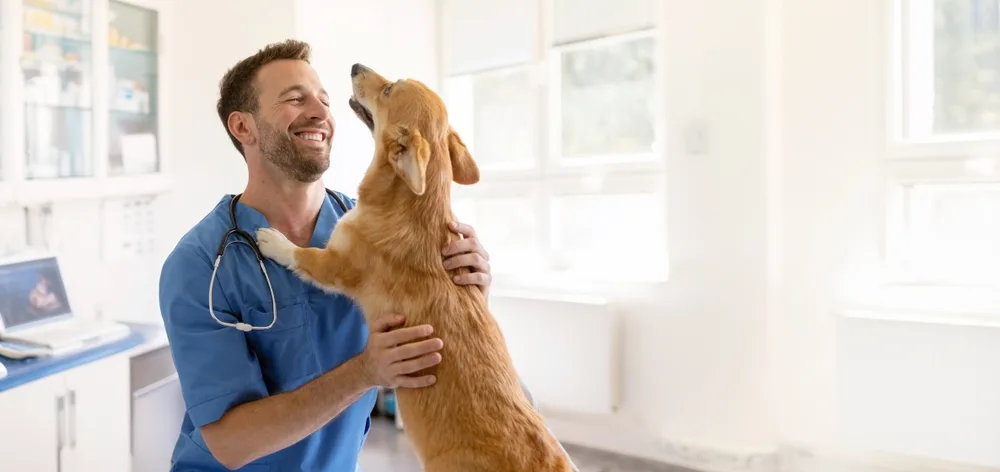 shutterstock_2498245253 Kastration bei Hund & Katze – Das Wichtigste in Kürze