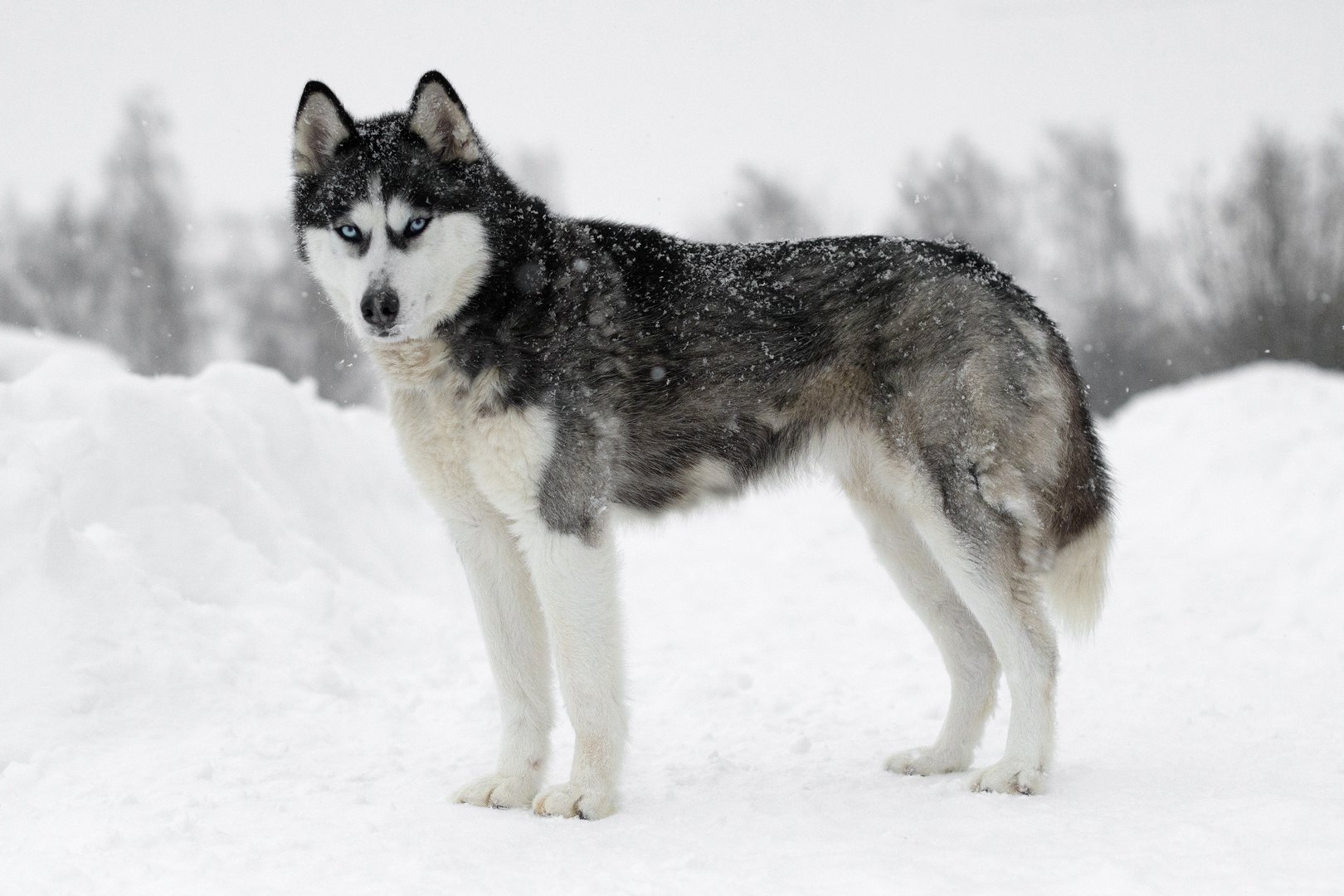 Siberian Husky: Der ausdauernde und ausdrucksstarke Hund