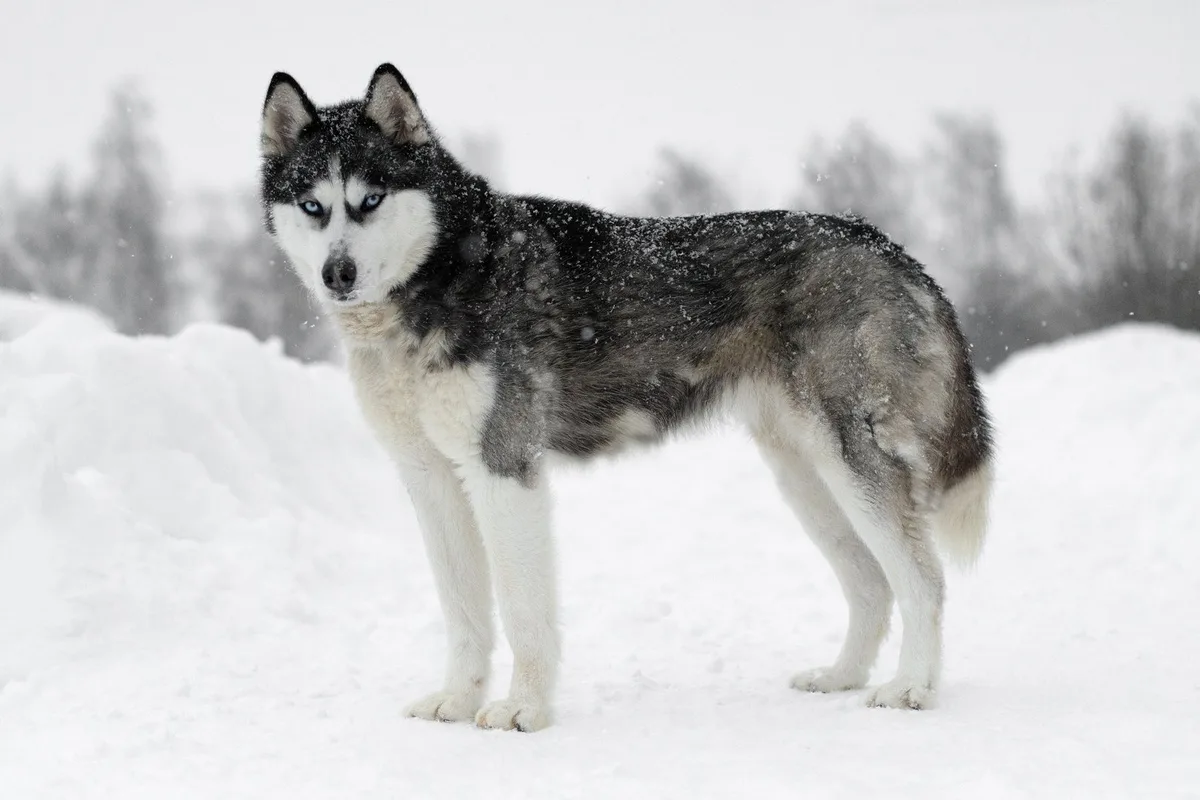 shutterstock_1922150213 Siberian Husky: Der ausdauernde und ausdrucksstarke Hund