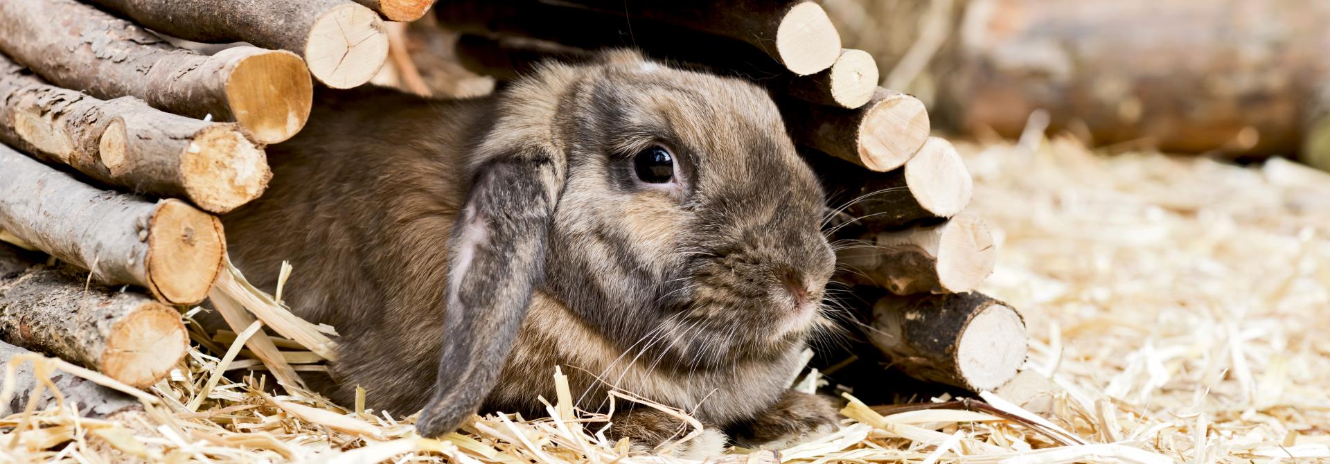 Kaninchen unter Holztunnel