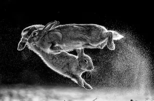 Csaba Daróczi aus Ungarn holt sich den Gesamtsieg und den Sieg in der Kategorie «Schwarz und Weiss» mit diesen kämpfenden Wildkaninchen.