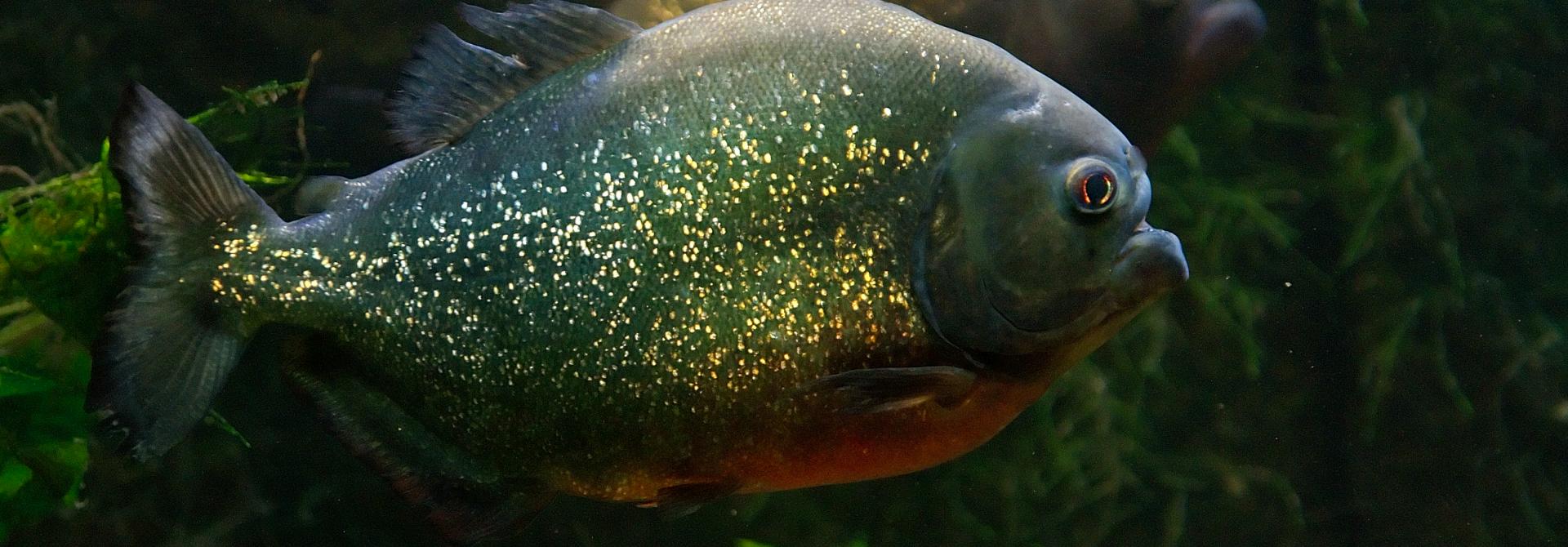Piranha_Luc_Viatour.jpg