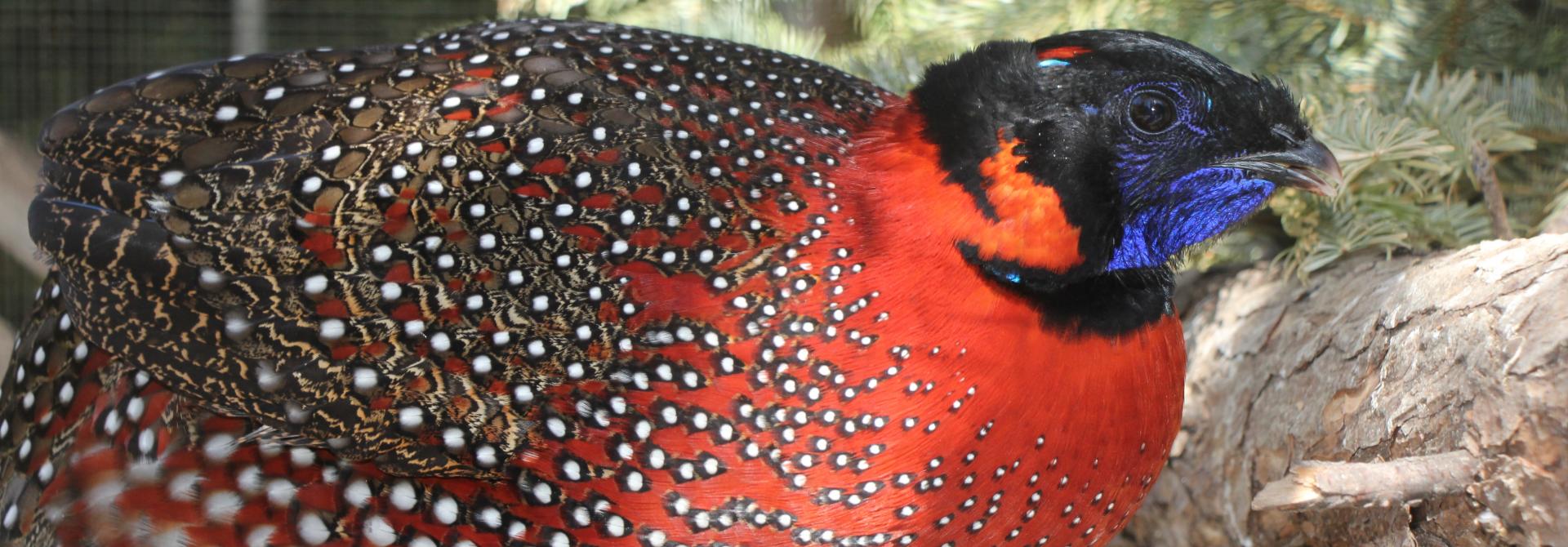 Satyrtragopan, Männchen