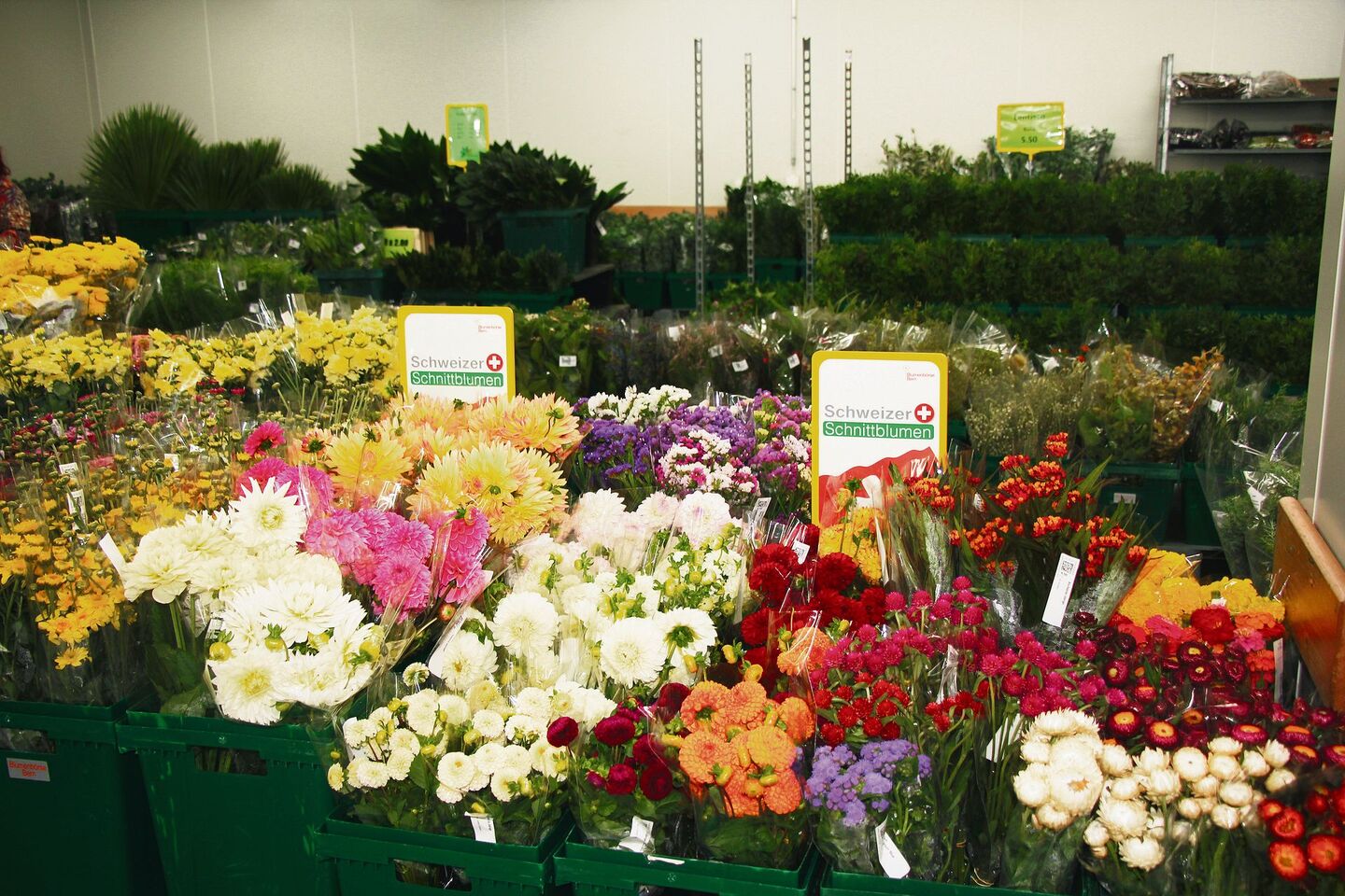 Ein Grossteil der in der Berner Blumenbörse gehandelten Blumen, wie diese Dahlien, wurden in der Schweiz gezogen.