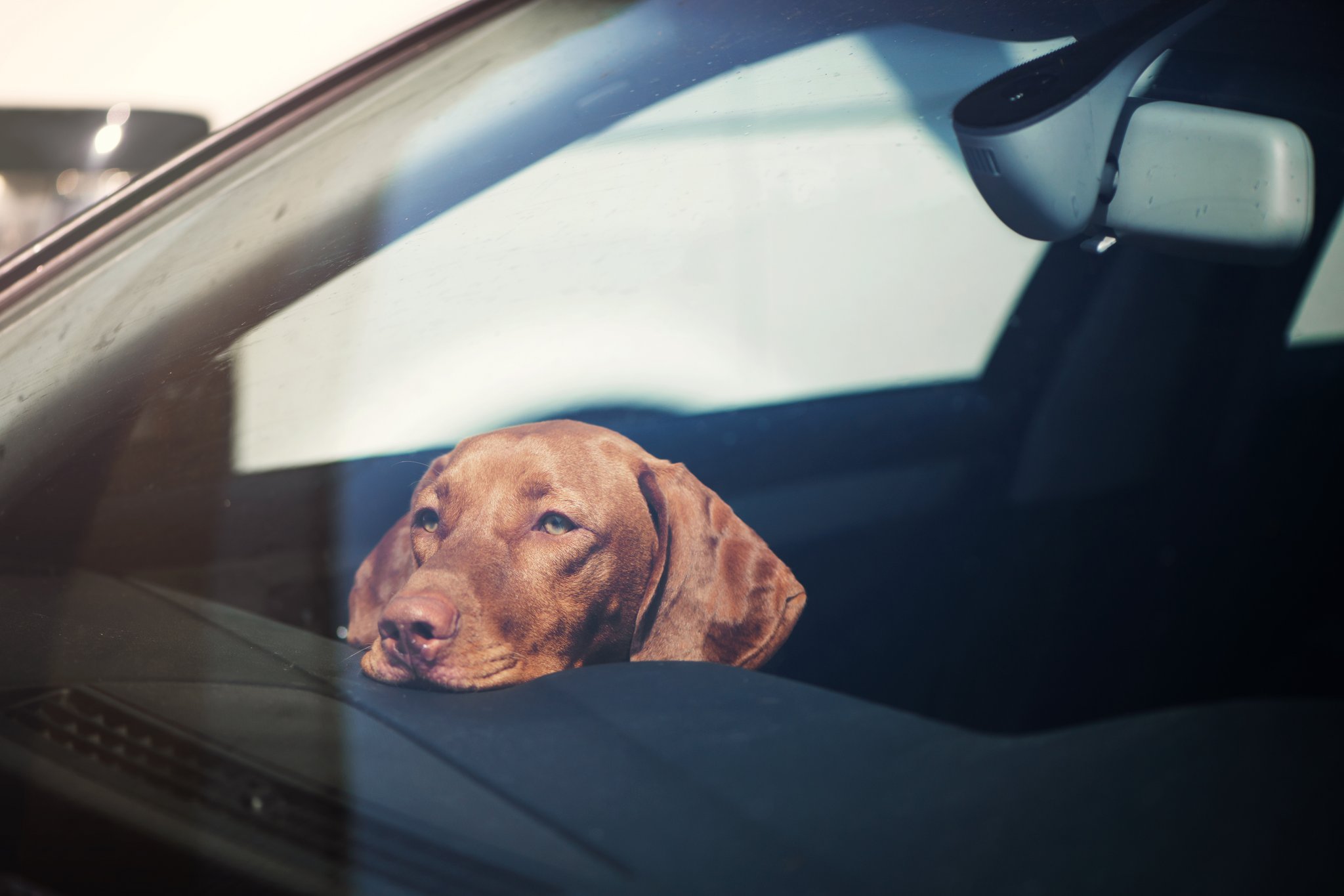 Hund in Auto
