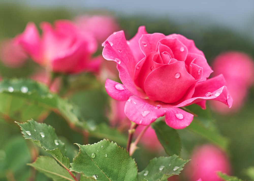 Beliebteste Blumen