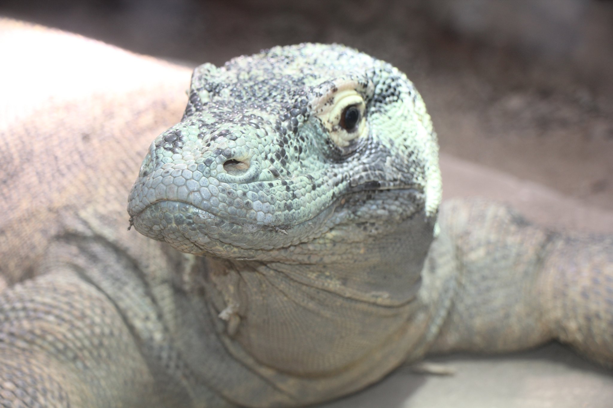 Komodowarane und andere Reptilien und Amphibien im Tropiquarium in Servion