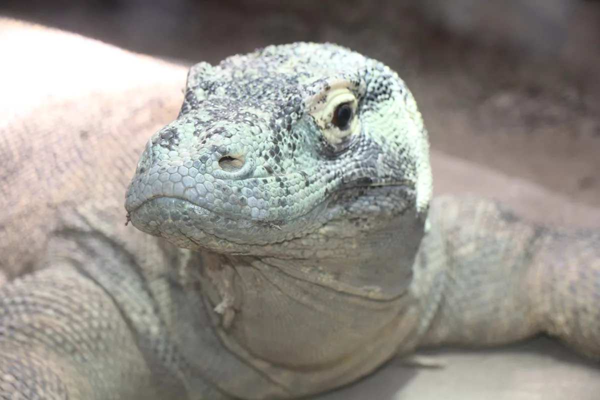 IMG_1962 Komodowarane und andere Reptilien und Amphibien im Tropiquarium in Servion
