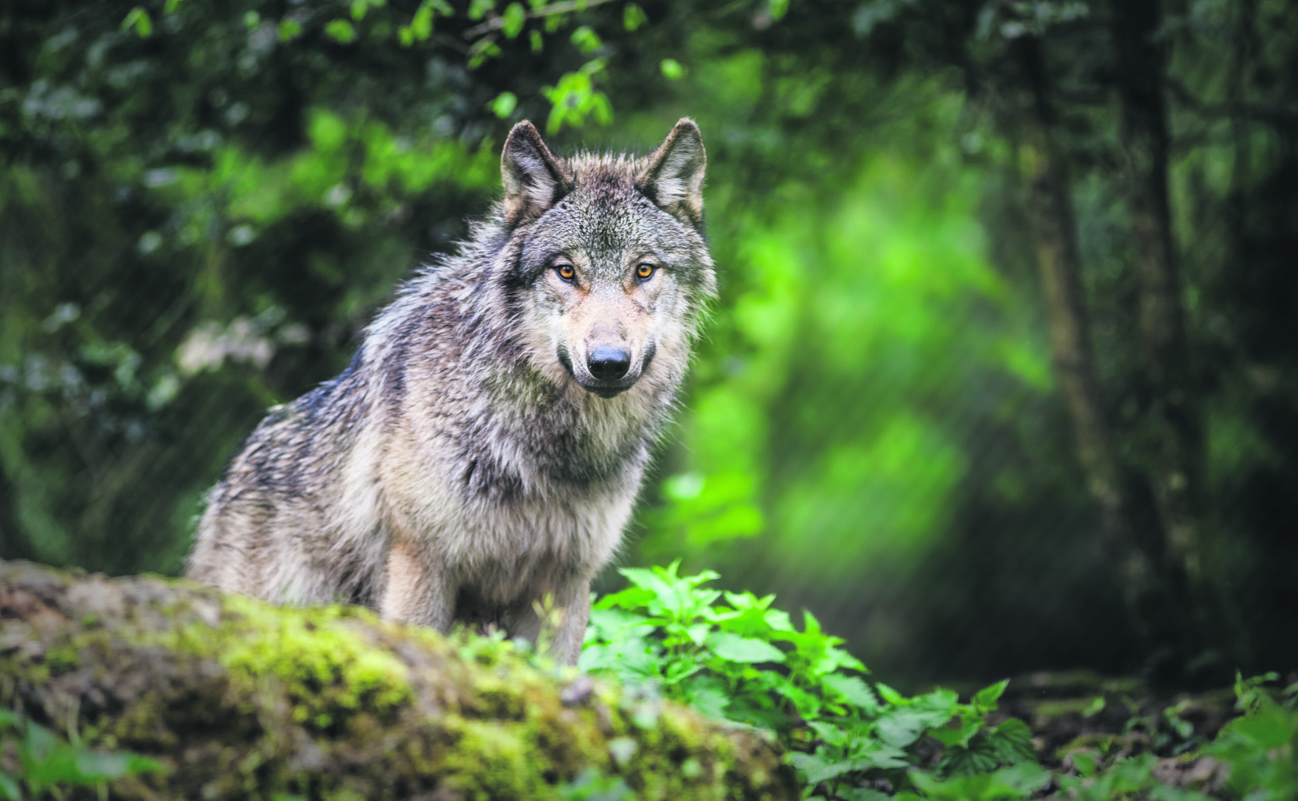 Schweizer Wölfe fressen primär Hirsche, Rehe und Gämsen.