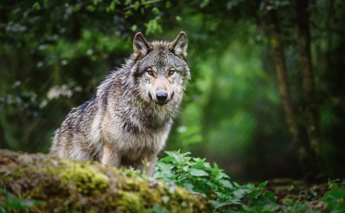 Portrait,Of,A,Gray,European,Or,Eurasian,Wolf,In,A Schweizer Wölfe fressen primär Hirsche, Rehe und Gämsen.