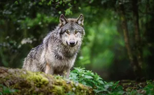 Schweizer Wölfe fressen primär Hirsche, Rehe und Gämsen.