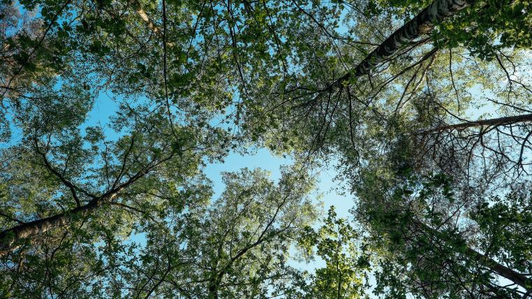 Wald ThemenbilD Baumkronen