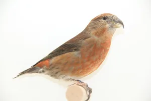 Fichtenkreuzschnäbel sind farbig und verspielt. Hier ein Männchen.