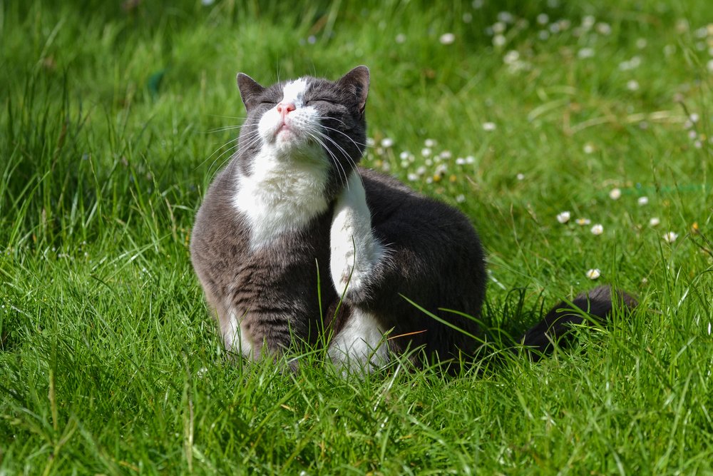Flohspeichel-Allergie: Symptome und Behandlung