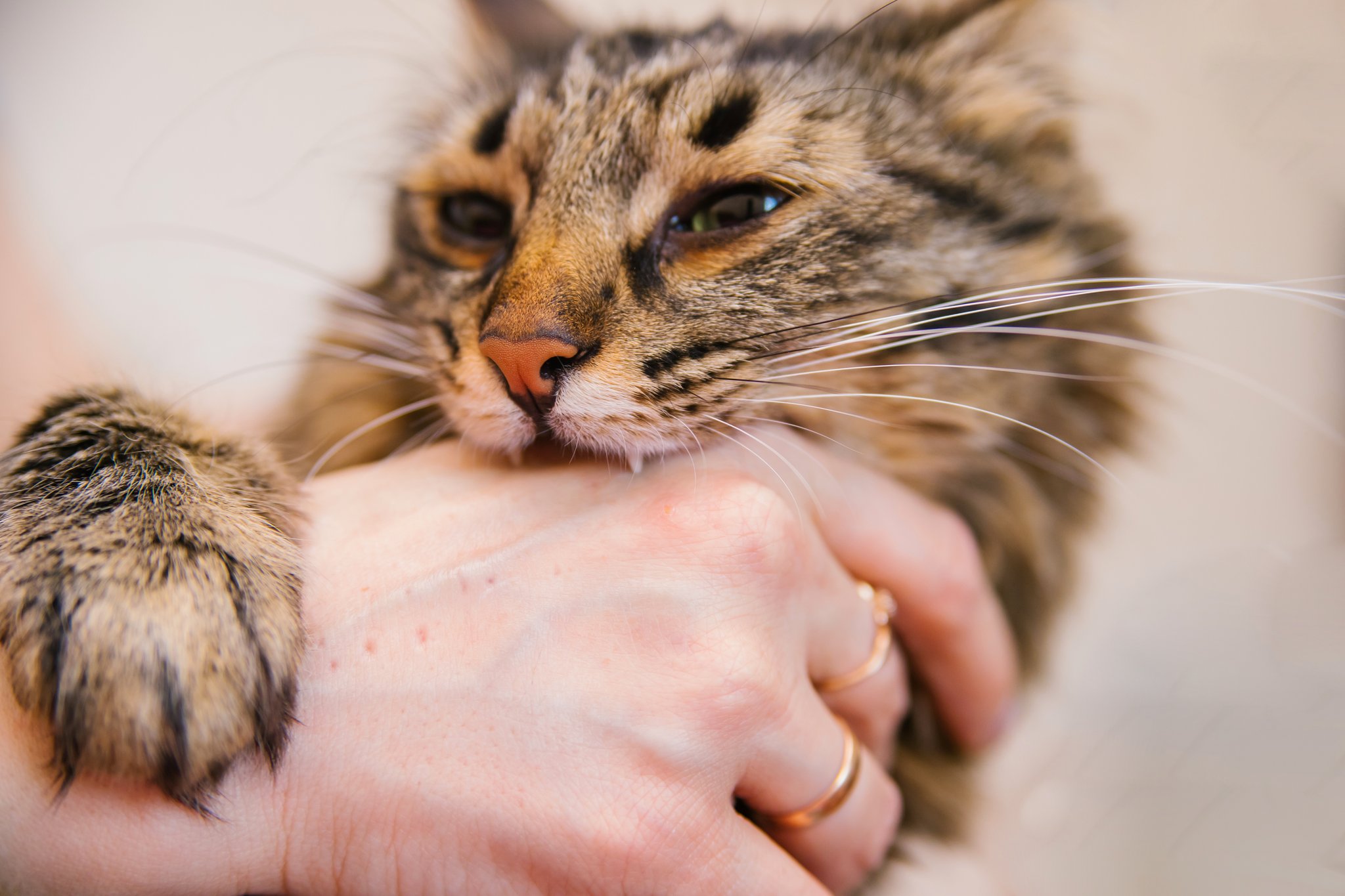 Warum beisst meine Katze ohne Vorwarnung?