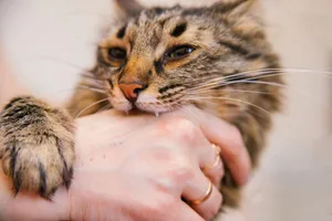 Mit einem Katzenbiss ist nicht zu spassen.