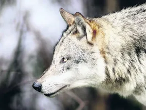 Auge um Auge mit dem Wolf: Um die Tiere im Dickicht des Parks zu Gesicht zu bekommen, muss man Geduld mitbringen.