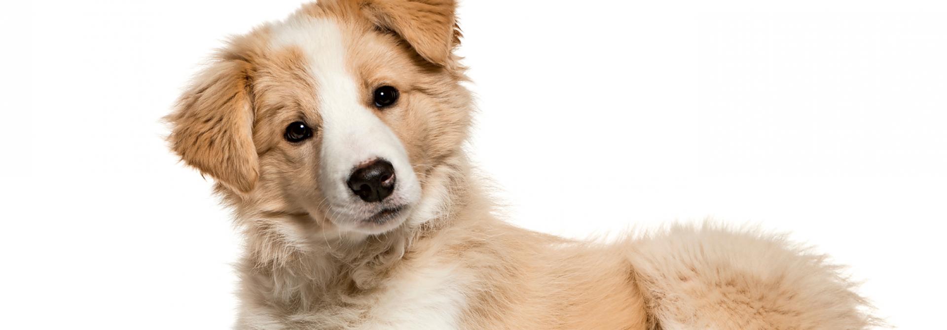 hund-verwirrt-erziehung.jpg