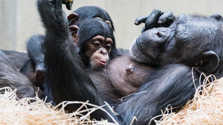 Schimpansen im Zoo Basel