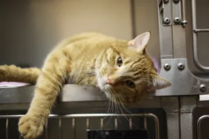 Kleine Verletzungen kann der Katzenhalter selbst behandeln, im Zweifelsfall ist jedoch der Gang zum Tierarzt angezeigt.
