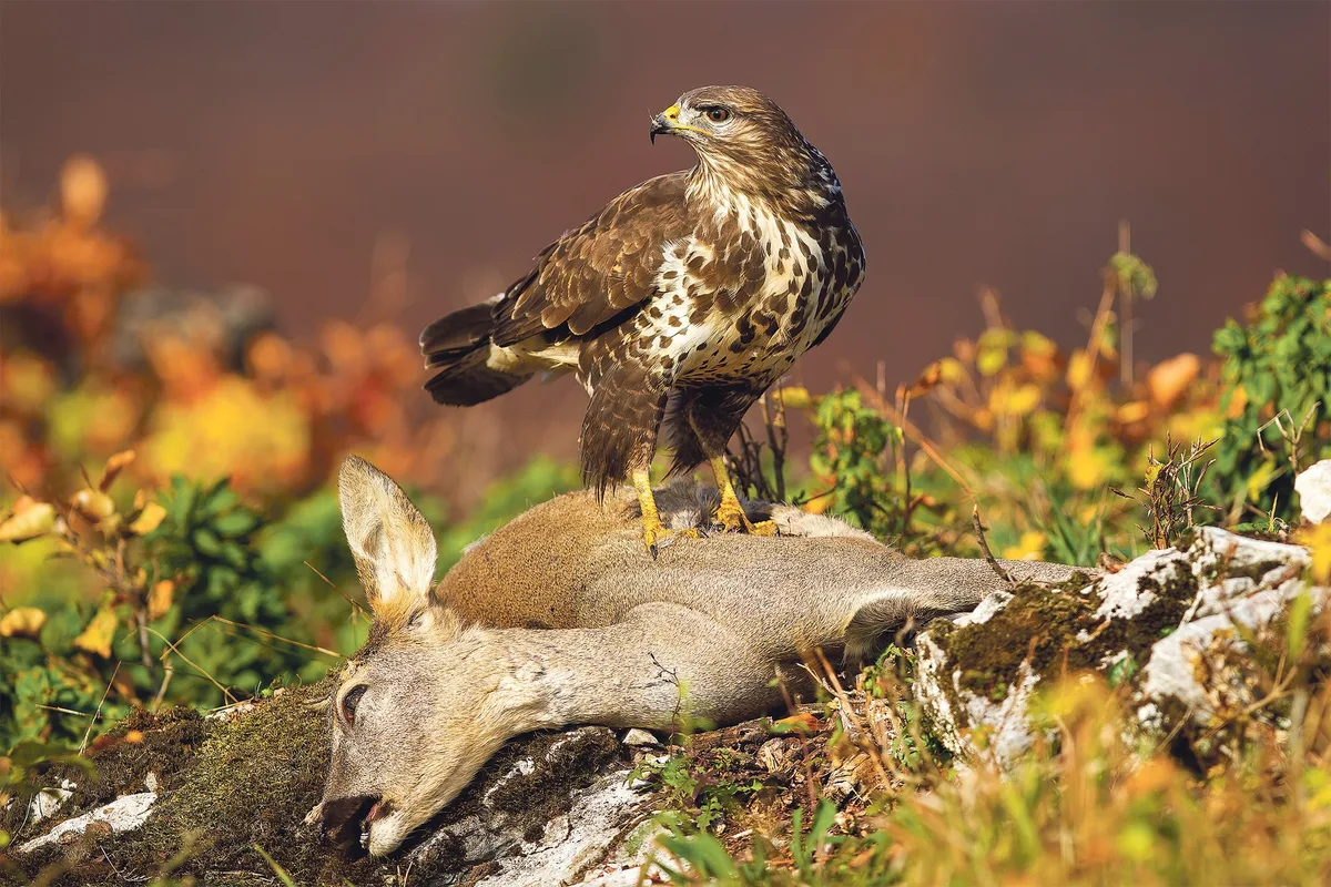 shutterstock_1825251560_bea 55'000 ausgewachsene Greifvögel fehlen aufgrund von Bleivergiftungen