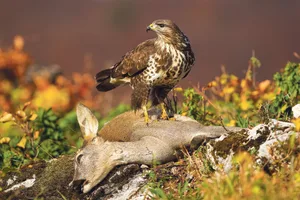 Der Bartgeier mag das prominenteste Opfer bleihaltiger Jagdmunition sein, aber auch Mäusebussarde greifen zuweilen bei kontaminierten Tierkadavern zu und vergiften sich damit.