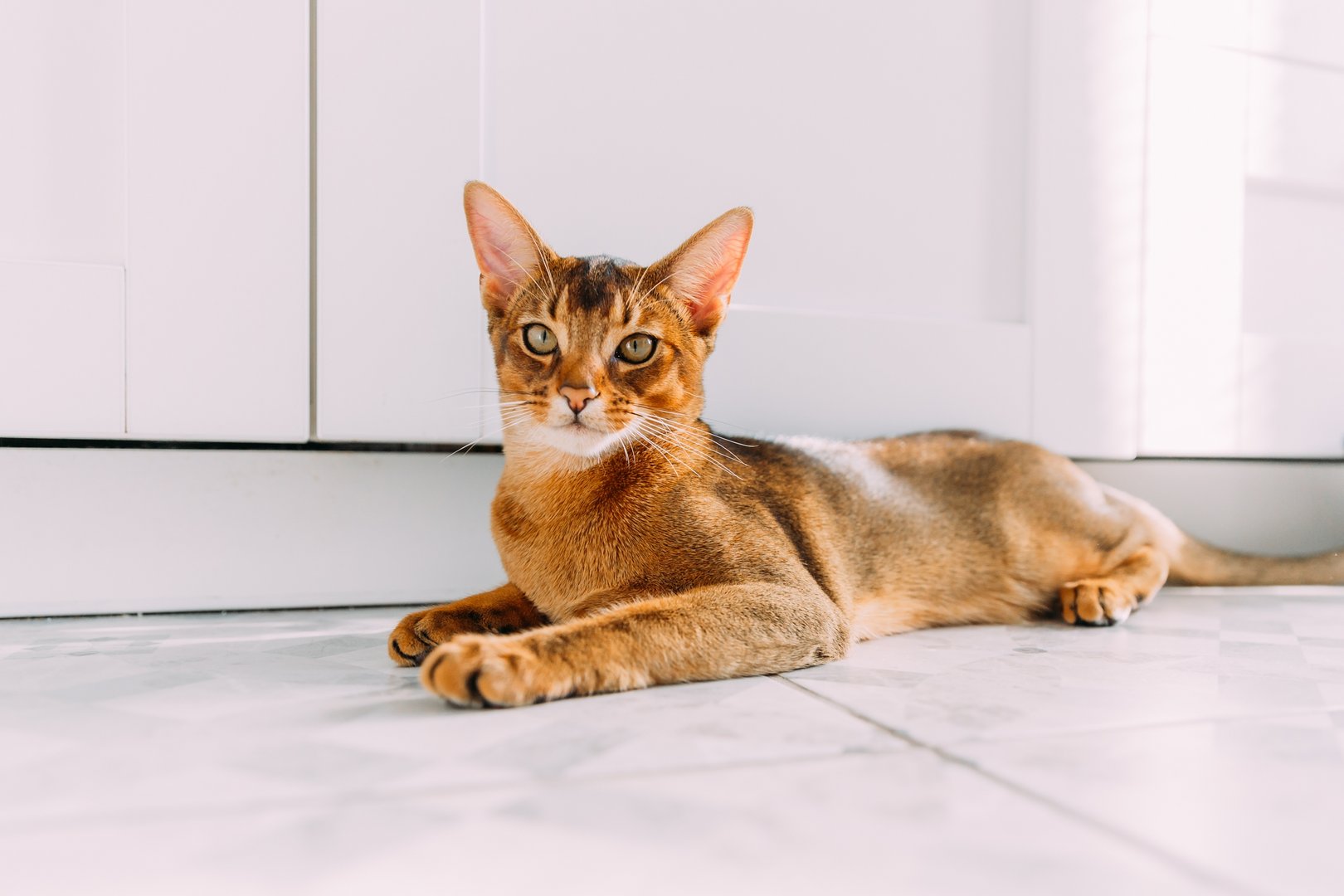 Abessinierkatze: Extrovertierte Rasse mit wilder Fellfarbe